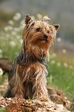 YORKSHIRE TERRIER 574